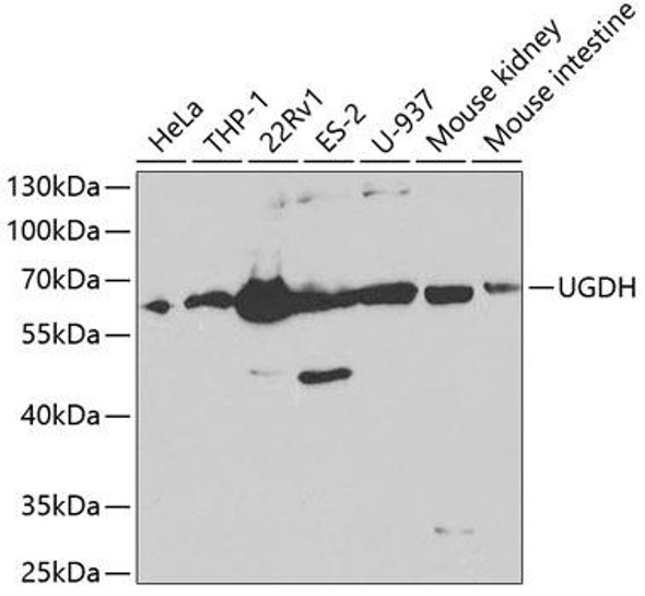 Anti-UGDH Antibody (CAB1210)