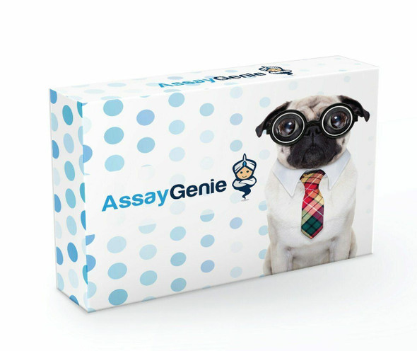 Human GPM6A ELISA Kit (HUFI04061)