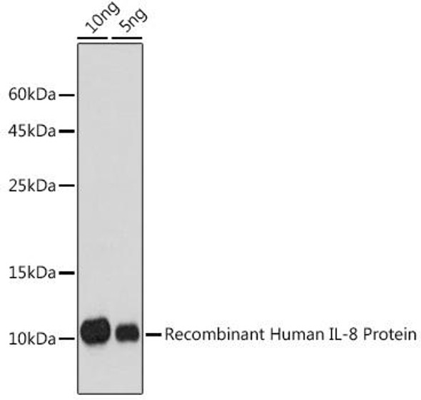 Anti-IL-8 Antibody (CAB12452)