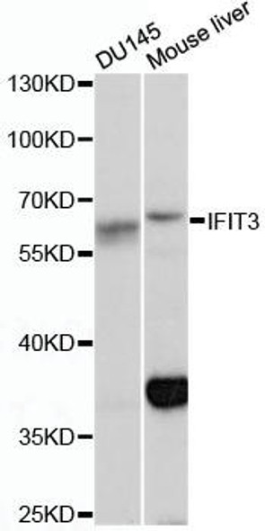 Anti-IFIT3 Antibody (CAB13317)