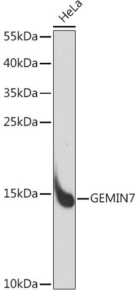 Anti-GEMIN7 Antibody (CAB15189)