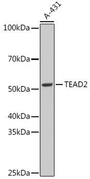 Anti-TEAD2 Antibody (CAB15594)