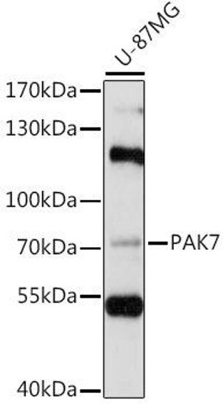 Anti-PAK5 Antibody (CAB15872)