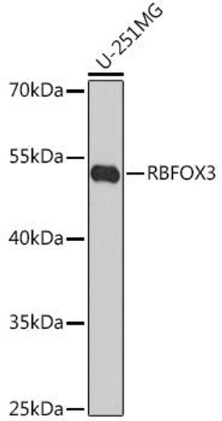 Anti-RBFOX3 Antibody (CAB15959)