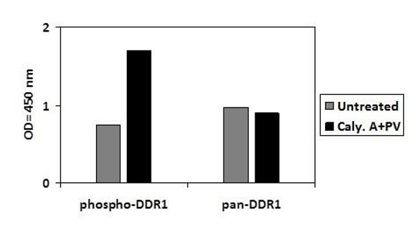 Human Phospho-DDR1 (Y792) and Total DDR1 PharmaGenie ELISA Kit (SBRS1784)
