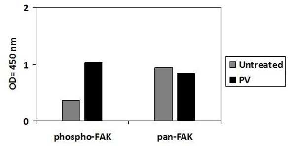 Human Phospho-FAK (Y397) PharmaGenie ELISA Kit (SBRS1825)