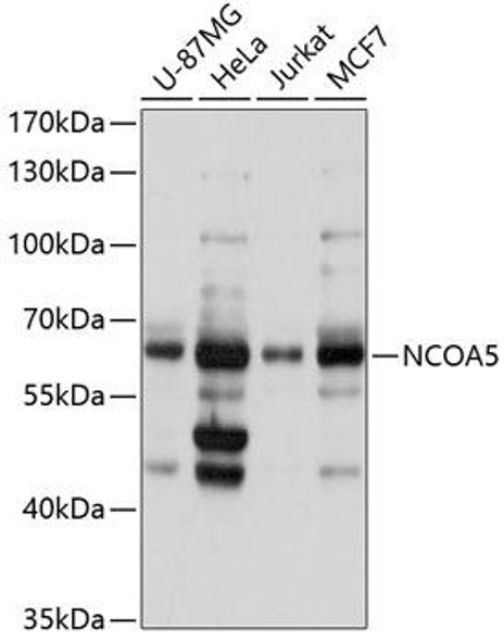 Anti-NCOA5 Antibody (CAB3476)