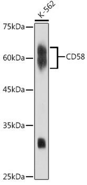 CD58 Rabbit Monoclonal Antibody (CAB0806)