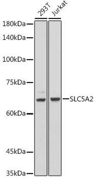 SLC5A2 Rabbit Polyclonal Antibody (CAB20271)