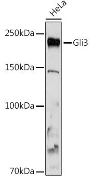 Gli3 Rabbit Monoclonal Antibody (CAB3300)
