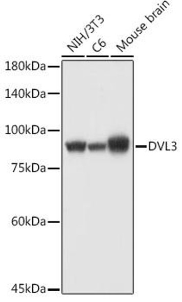 DVL3 Rabbit Polyclonal Antibody (CAB3842)
