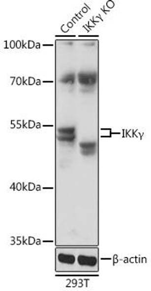 Anti-IKKGamma Antibody (CAB12536)[KO Validated]