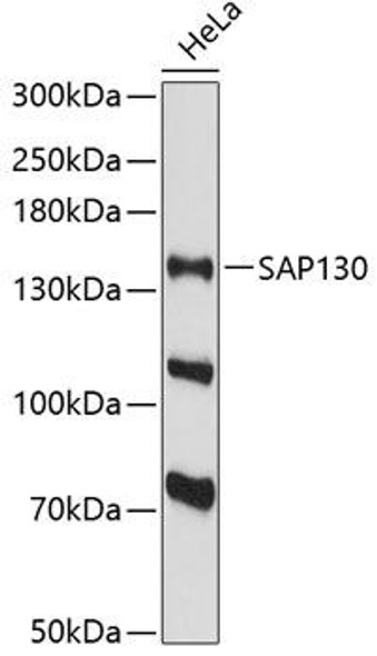 Anti-SAP130 Antibody (CAB13898)