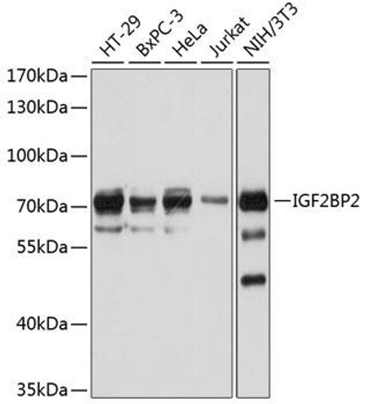 Anti-IGF2BP2 Antibody (CAB1774)