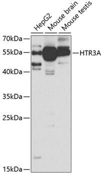 Anti-HTR3A Antibody (CAB5647)