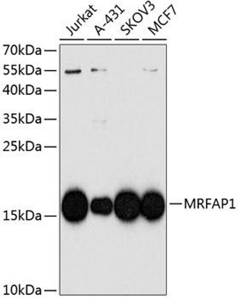 Anti-MRFAP1 Antibody (CAB8739)