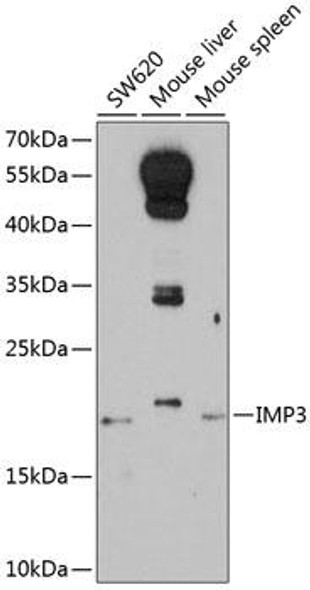 Anti-IMP3 Antibody (CAB8855)