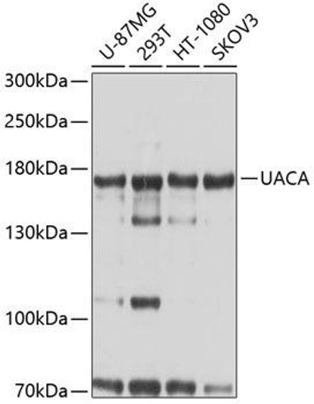 Anti-UACA Antibody (CAB9713)