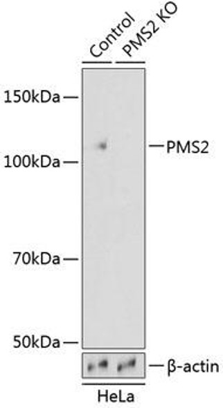 Anti-PMS2 Antibody (CAB19927)[KO Validated]