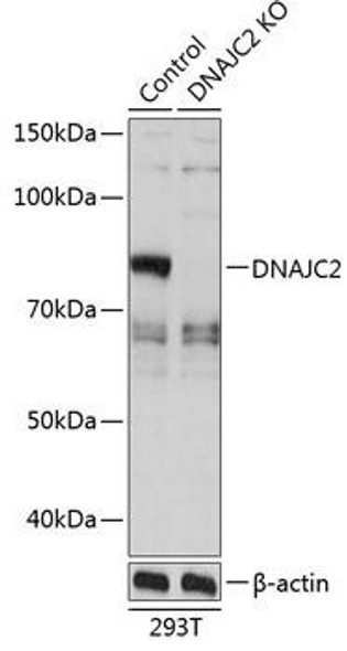 Anti-DNAJC2 Antibody (CAB19954)[KO Validated]