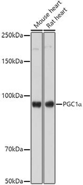 Anti-PGC1alpha Antibody (CAB12348)