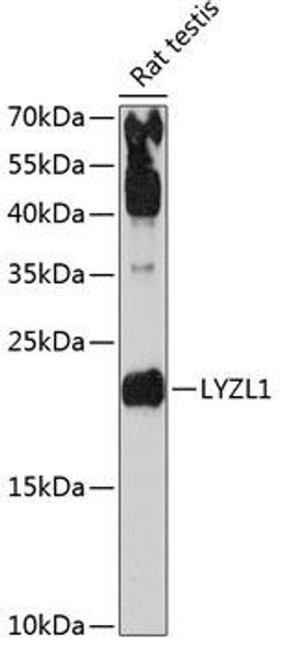 Anti-LYZL1 Antibody (CAB13823)