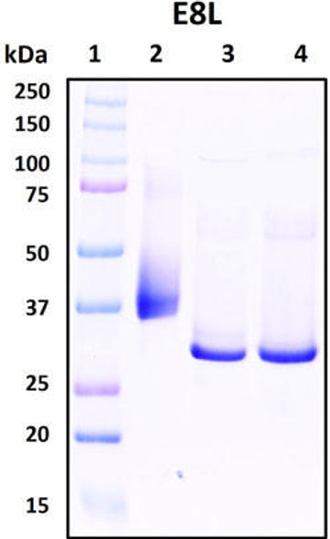 Recombinant Mpox (Monkeypox) Virus Cell Surface-binding Protein, E8L (MPRS013)