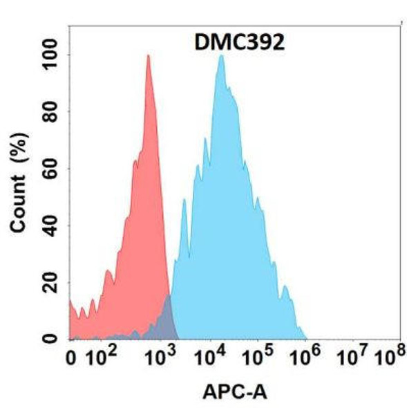 Anti-B4GALT1 Chimeric Recombinant Rabbit Monoclonal Antibody (HDAB0260)