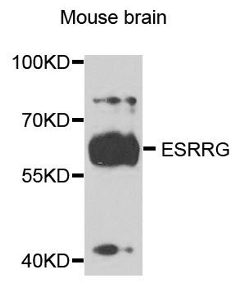 Anti-ESRRG Antibody (CAB3853)