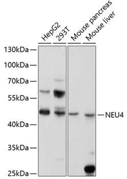 Anti-NEU4 Antibody (CAB5141)