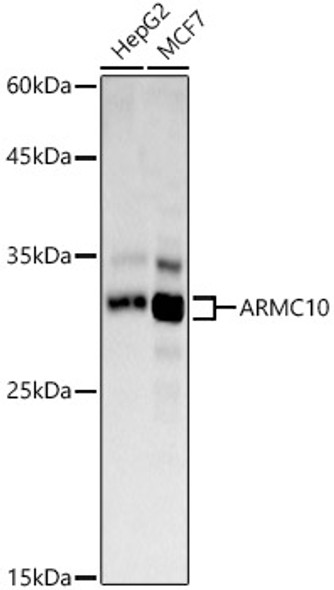 ARMC10 Polyclonal Antibody (CAB21304)
