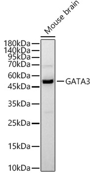 GATA3 Polyclonal Antibody (CAB21809)