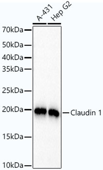Claudin 1 Monoclonal Antibody (CAB21971)