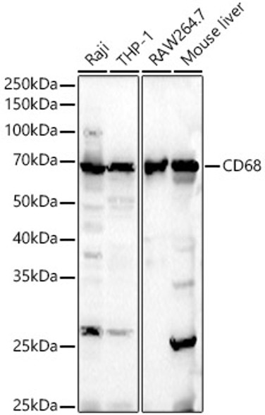 CD68 Polyclonal Antibody (CAB22108)