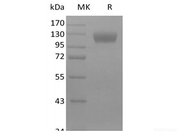 Recombinant Mouse Siglec-10 (C-Fc) (RPES6661)