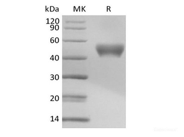 Recombinant Mouse Signal Transducer CD24/CD24 (C-Fc) (RPES6664)