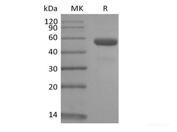 Recombinant Rhesus Macaque CD79B/B29 (C-Fc) (RPES6782)