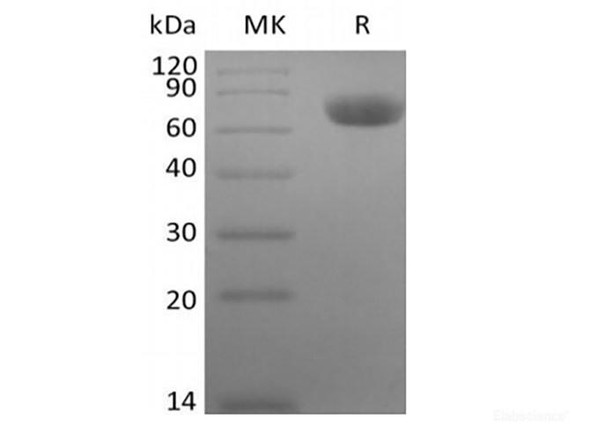 Recombinant Rhesus Macaque TNF Receptor II/TNF RII/TNFRSF1B/CD120b  (C-Fc) (RPES6786)
