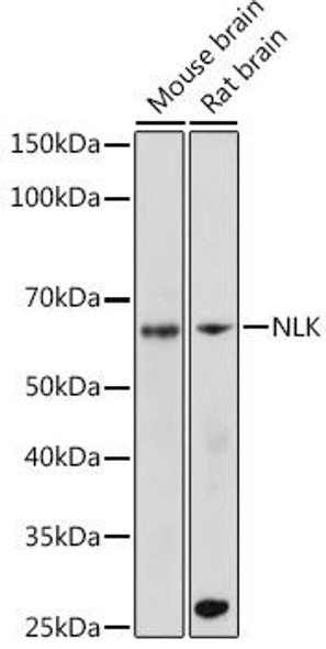 Anti-NLK Antibody (CAB19270)