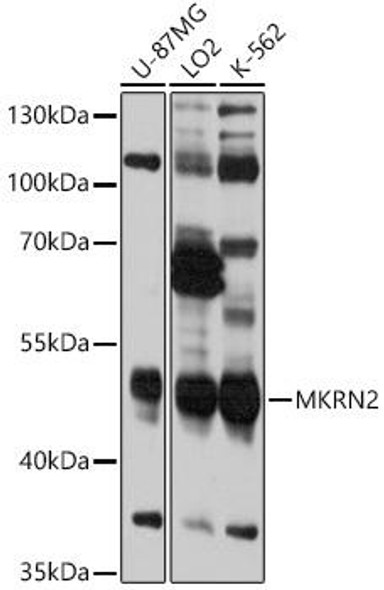 Anti-MKRN2 Antibody (CAB12219)