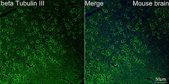 FITC-conjugated F(ab')₂ Fragment Goat anti-Rabbit IgG, Fc fragment specific (CABS083)
