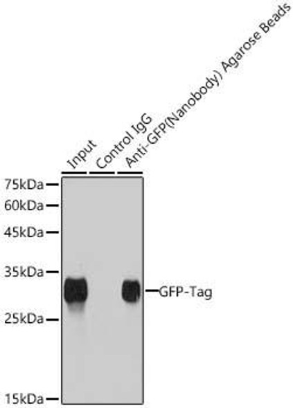  Anti-GFP VHH Magnetic Beads (CABE074)