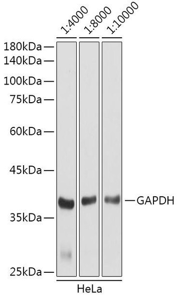 HRP-conjugated Goat anti-Rabbit IgG (H+L) (CABS014)