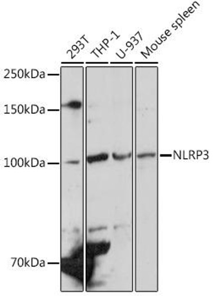 Anti-NLRP3 Antibody (CAB12694)