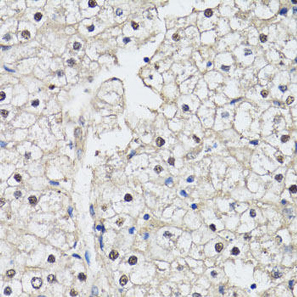 Anti-CDK7 Antibody (CAB12942)