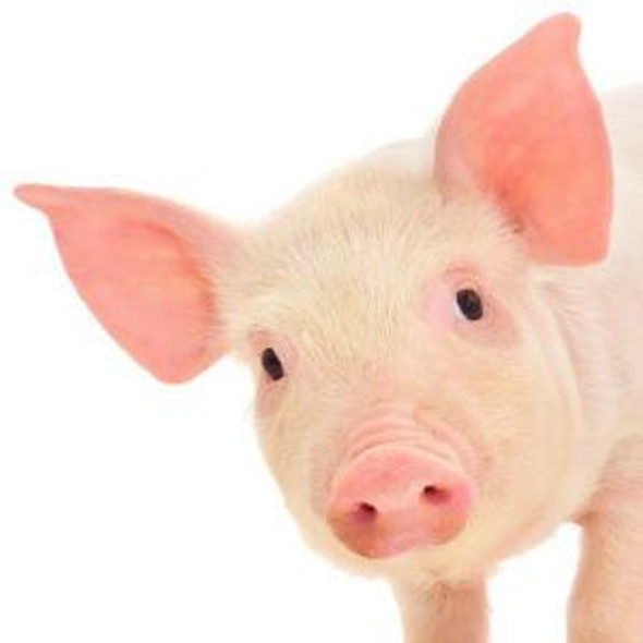 Porcine Signal transducer and activator of transcription 5B (STAT5B) ELISA Kit (PREB0614)
