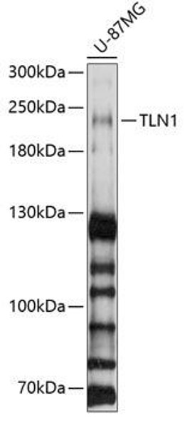 Anti-TLN1 Antibody (CAB4158)