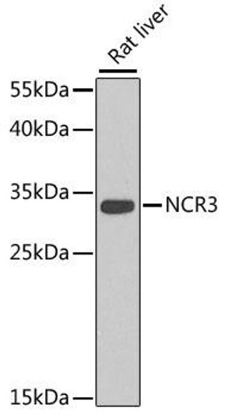 Anti-NCR3 Antibody (CAB7153)