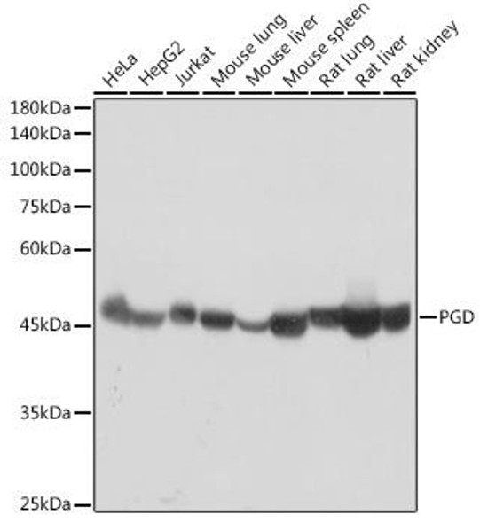 Anti-PGD Antibody (CAB0563)