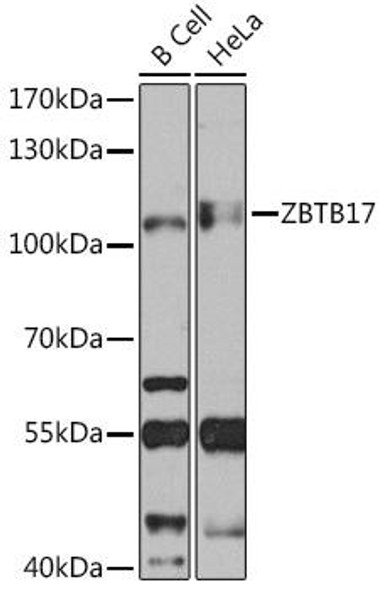 Anti-ZBTB17 Antibody (CAB14800)